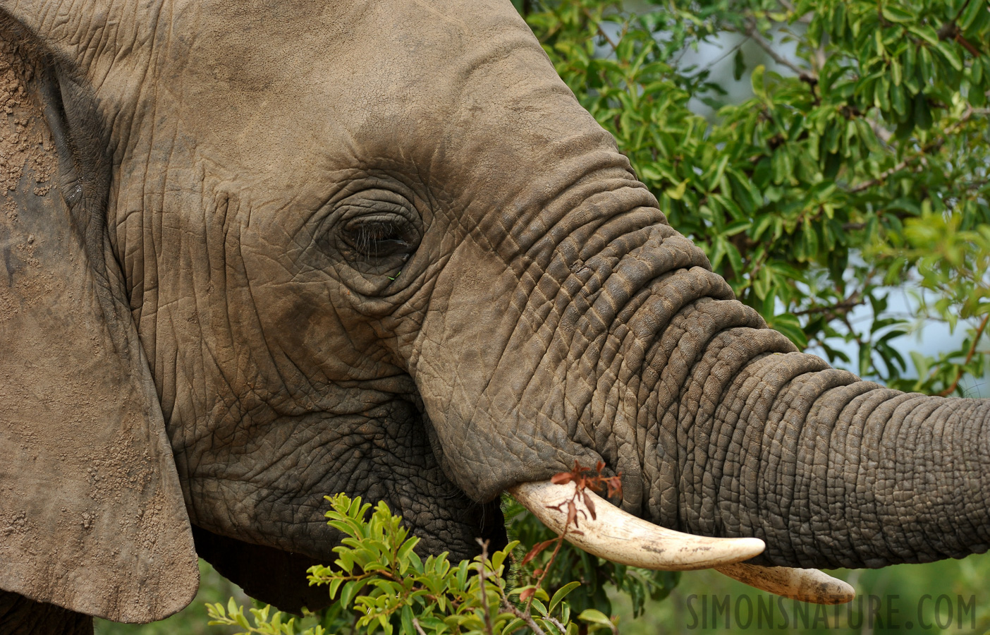 Loxodonta africana [280 mm, 1/1600 Sek. bei f / 8.0, ISO 1000]